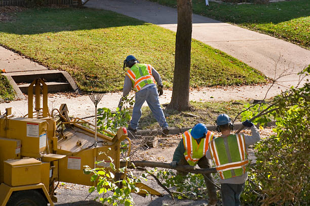 How Our Tree Care Process Works  in  Clearlake Riviera, CA